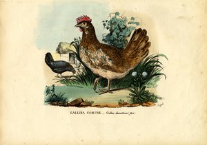 Pollo, 1863-79 de Raimundo Petraroja